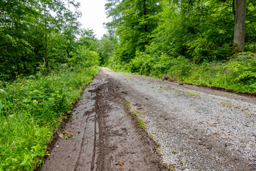 Wald und Wirtschaftsweg