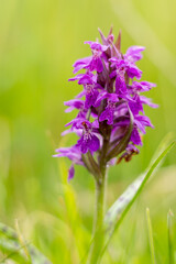 Storczyki rosnące dziko na Łłące © pinus25