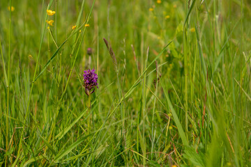 Storczyki rosnące dziko na Łłące © pinus25