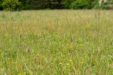 Łaka na której rosna storczyki - kukułki © pinus25