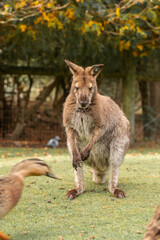 A curious wallaby with soft brown fur, standing in a lush New Zealand meadow