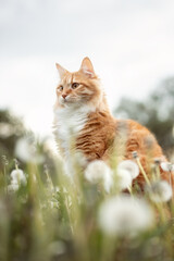 A photo of a fluffy red cat in a field with dandelions.