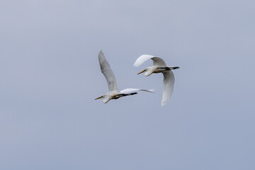 snowy egrets in flight