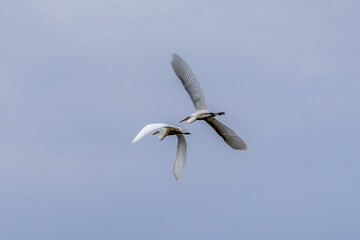 snowy egrets in flight