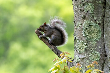 squirrel on a tree