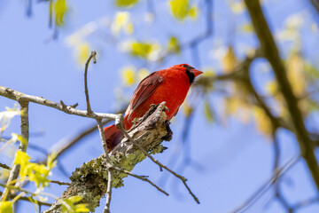 cardinal on a branch