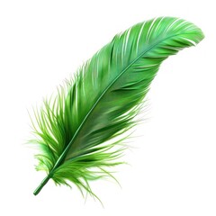 Beautiful green feather on a white background