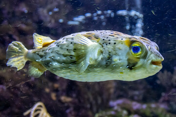 fish in aquarium © Eric