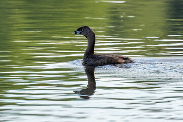 duck on lake