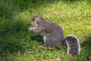 squirrel eating nut