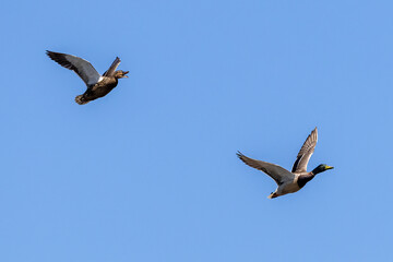 ducks in flight