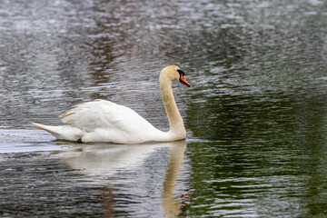 swan on the lake