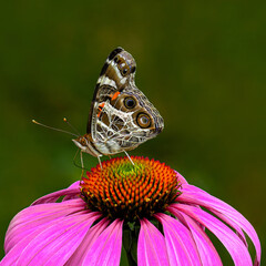 Painted Lady (Vanessa cardui) butterfly on Purple Coneflower (Echimacea purpurea) against blurred green background