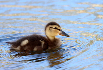 Duckling