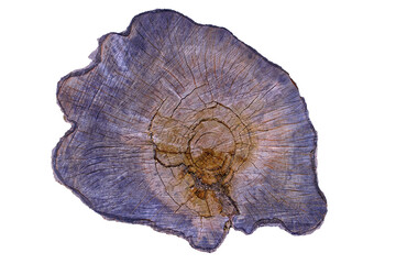 Wood texture. Section of a tree trunk with annual rings and cracks isolate on a white background.