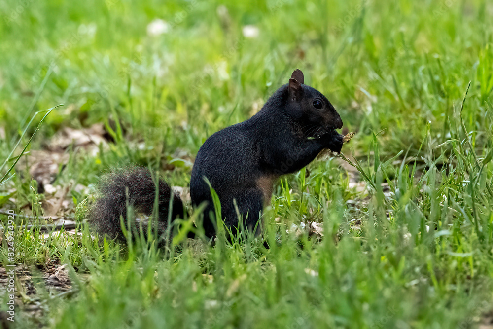 Sticker black squirrel in the grass