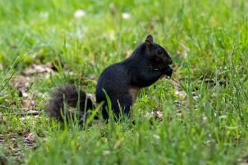 black squirrel in the grass