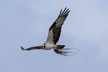 osprey in flight