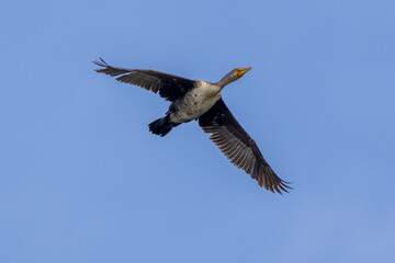 cormorant in flight