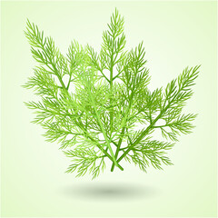 Green Dill. A set of bunch and twigs of dill. Vector background.