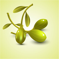 Vector Olive with leave and Green bright background