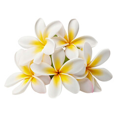 Fototapeta premium Bouquet plumeria flowers isolated on transparent background. top view of plumeria flowers, presented in exquisite detail against a pristine white background or transparent 