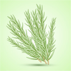 Vector Rosemary. A set of bunch of rosemary. Medicinal plant. Fragrant plant for seasoning.