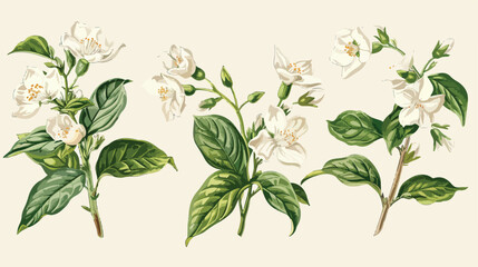 Four of elegant detailed botanical drawings of Jasmin