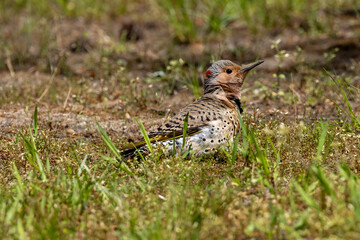 flicker in grass
