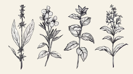 Four of herbs. Four hand drawn medical botanical 