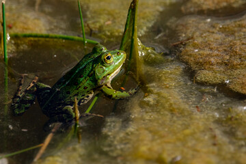 frog in the pond