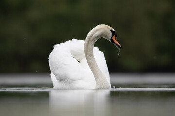 Obraz premium mute swan cygnus olor