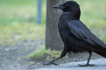 crow on the ground