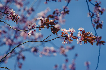 Cherry Blossom. 