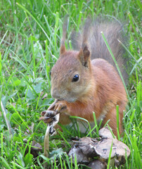 Squirrel macro. Closeup of cute grey & red squirrel eating nut (Sciurus vulgaris). Curious squirrel big tail, beautiful wool in spring forest or park. Portrait wild rodent animal in summer green grass