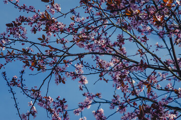 Cherry Blossom.