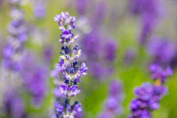 Spring lavender flowers under sunlight. Lilac flowers close up. Beautiful landscape of nature with...