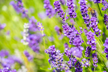 Spring lavender flowers under sunlight. Lilac flowers close up. Beautiful landscape of nature with a panoramic view. Hi spring. long banner
