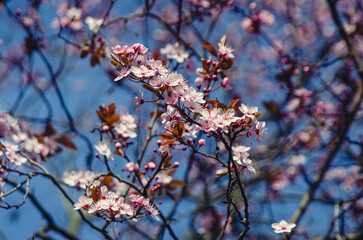 Cherry Blossom.