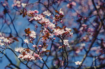 Cherry Blossom.