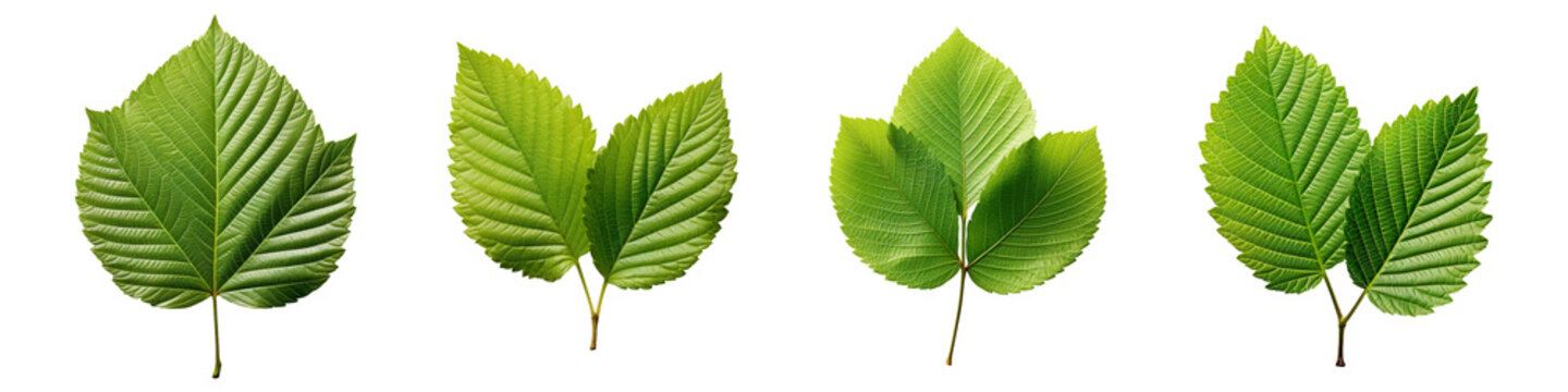 Collection set of alder leaf isolated on transparent background