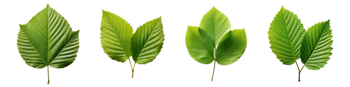 Collection set of alder leaf isolated on transparent background