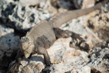 Monitor lizard crawls along a rocky shore, rocky beach, coral atoll, iguana