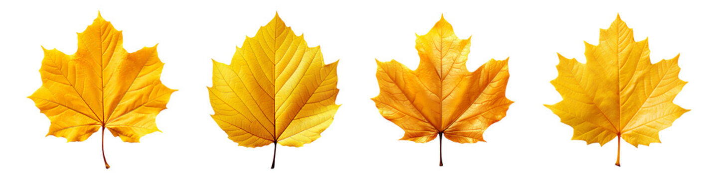 Collection set of autumn yellow leaf isolated on transparent background