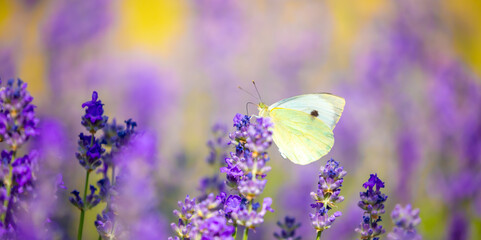 Butterflies on spring lavender flowers under sunlight. Beautiful landscape of nature with a...