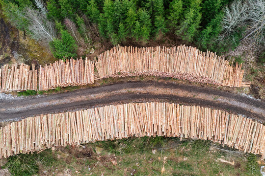 Directly above shot of road amidst stack of logs in forest