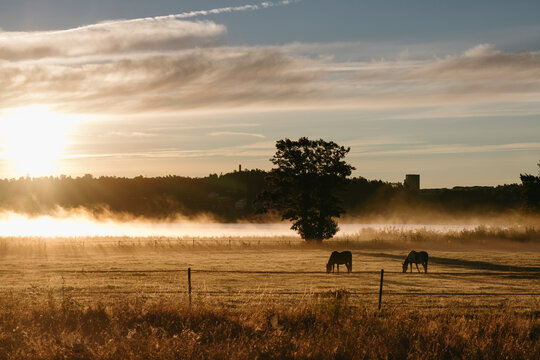 Horses grazing in field under cloudy sky at sunset