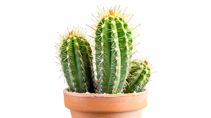 Small indoor cactus plant in a pot isolated on a white background front view ,Natural nice green cactus flower with sharp white spines ,Minimal cactus on white background with copy space