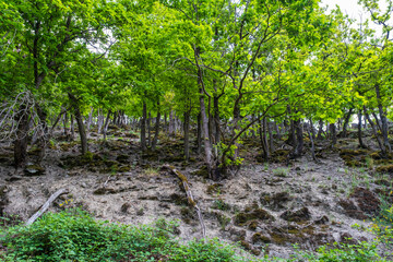 Hike through pristine forest in the Rheingau Mountains in spring