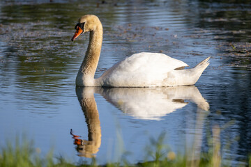 swan on the lake